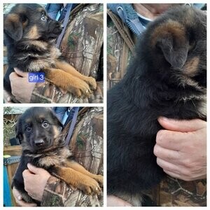 beautiful chunky German shepherd pups | PostAds PH