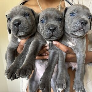 ***Cane Corso Puppies*** Available | PostAds PH