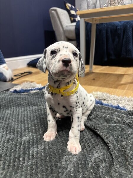 Gorgeous Dalmatian Puppies Ready
