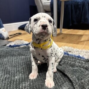 Gorgeous Dalmatian Puppies Ready | PostAds PH