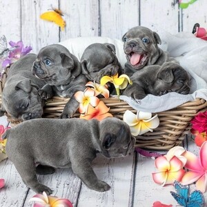 Quality french bulldog puppies | PostAds PH