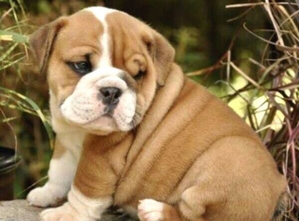Stunning litter of English bulldogs