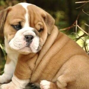 Stunning litter of English bulldogs | PostAds PH