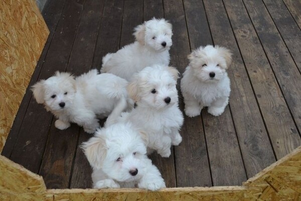 Coton De Tulear Puppy in QC