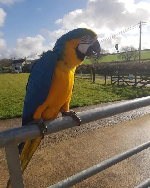 Pair Of Hyacinth Macaws