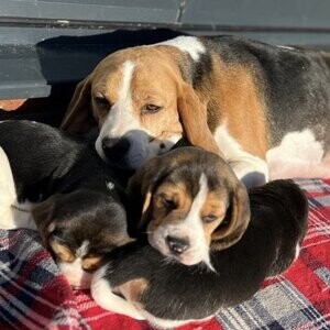 KC registered Beagle puppies | PostAds PH