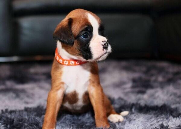 Beautiful Boxer puppies