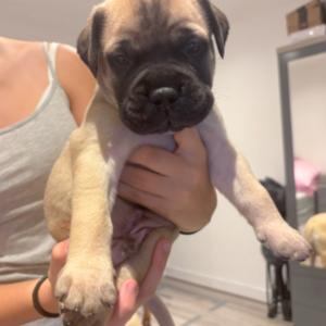 KC Registered Bullmastiff Puppies! | PostAds PH