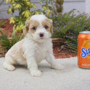 Adorable cavachon puppies | PostAds PH