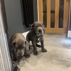 Merle Great Dane Puppy Beautiful | PostAds PH