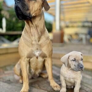 Beautiful Boerboel puppy | PostAds PH