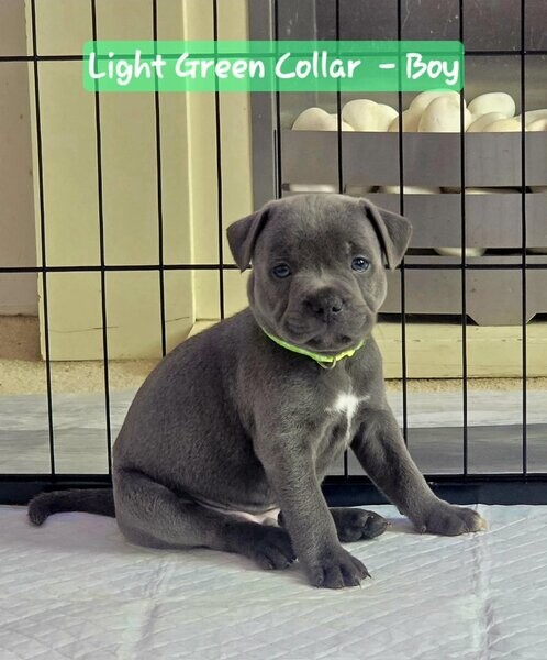 blue Staffordshire bull terrier puppies