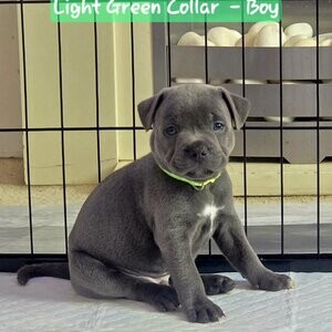 blue Staffordshire bull terrier puppies | PostAds PH
