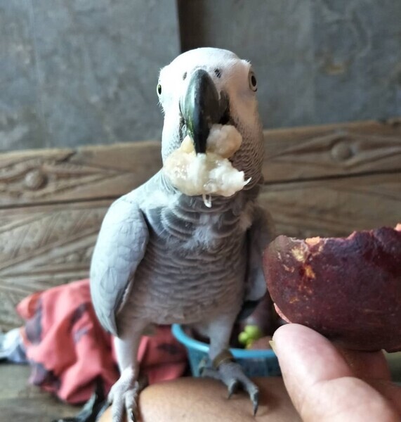 african grey parrots for sale