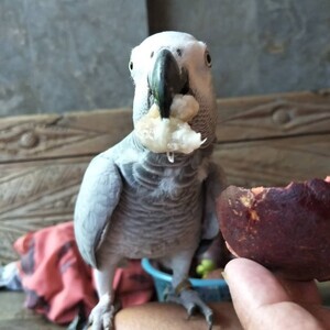 african grey male parrot for sale | PostAds PH