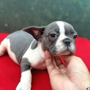 French Bulldog puppies | PostAds PH