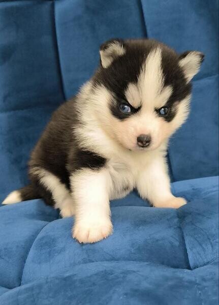 Pomsky Puppies