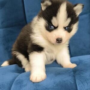 Pomsky Puppies | PostAds PH