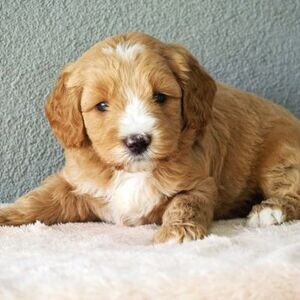 Goldendoodle Puppies | PostAds PH