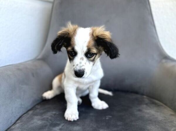 Havanese Terrier Puppies