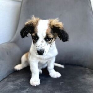 Havanese Terrier Puppies | PostAds PH