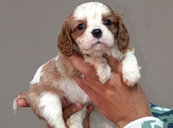 Cavalier king Charles Spaniel