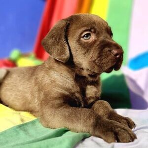 Labrador pups | PostAds PH