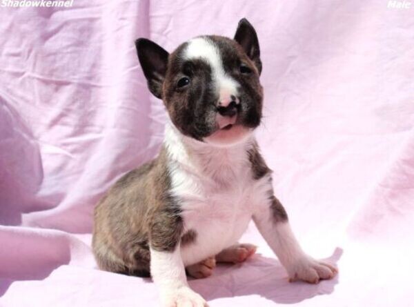 Mini Bull Terrier Puppie