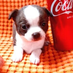 Apple head chihuahua pups | PostAds PH
