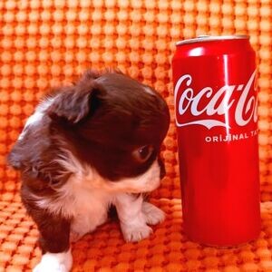 Apple head chihuahua | PostAds PH