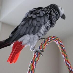 African gray Birds | PostAds PH