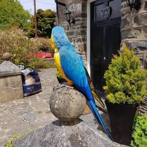 Macaws Birds | PostAds PH