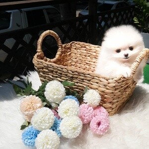 Adorable registered Pomeranians pups for new homes. | PostAds PH