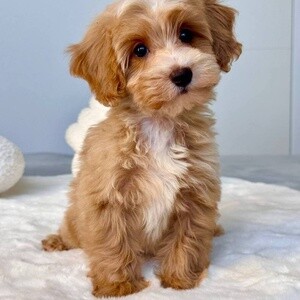 Adorable Maltipoo Puppies For Sale | PostAds PH