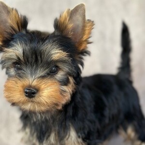 Amazing yorkie Puppies | PostAds PH