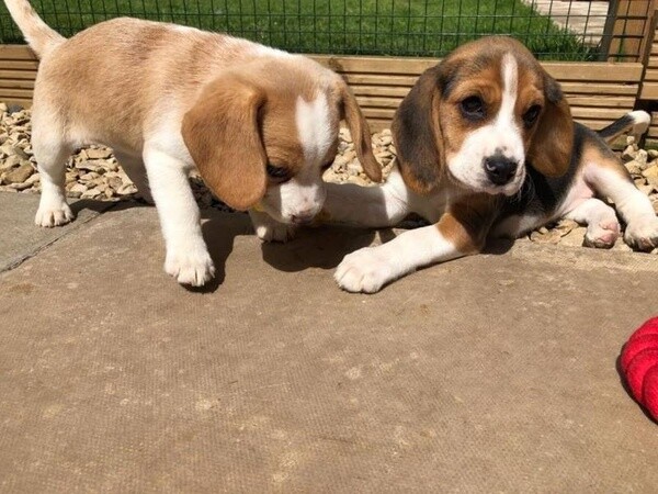 Beagle puppies ready to go