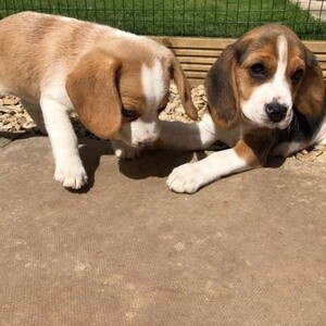 Beagle puppies ready to go | PostAds PH