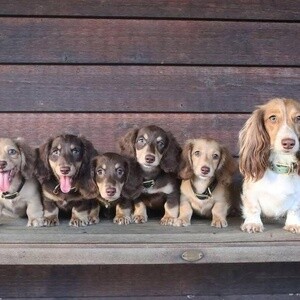 Dachshund Puppies ready for their new home. | PostAds PH