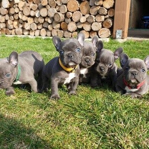 French Bulldog puppies | PostAds PH