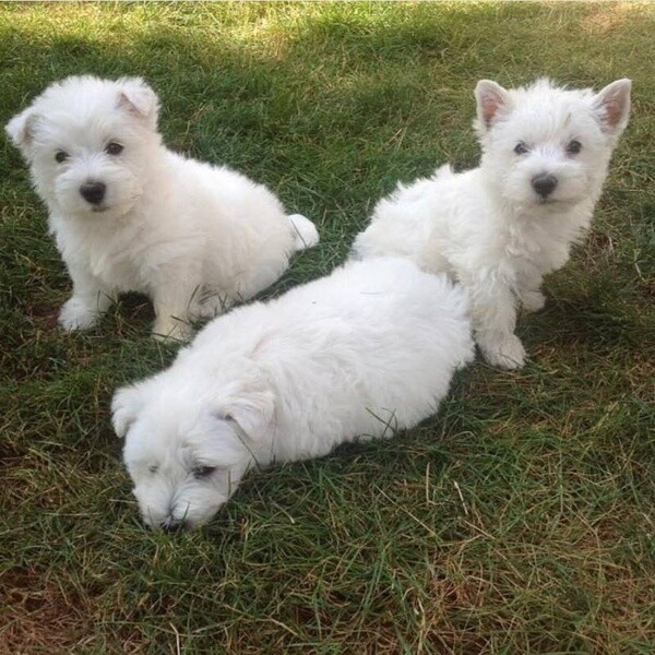 West Highland Terrier puppies for sale.