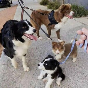 Border Collie puppies for rehoming. | PostAds PH