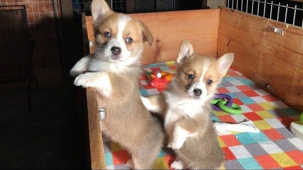 Home raised Corgi puppies for a forever lovely home..