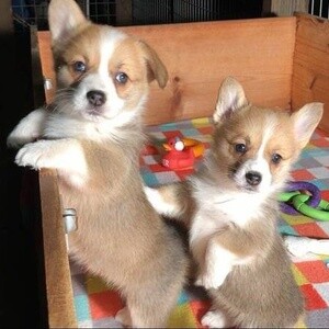 Home raised Corgi puppies for a forever lovely home.. | PostAds PH