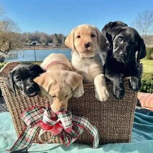 Charming Labrador puppies for a new loving family. | PostAds PH