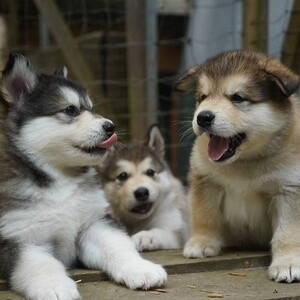 Siberian Husky puppies for adoption | PostAds PH