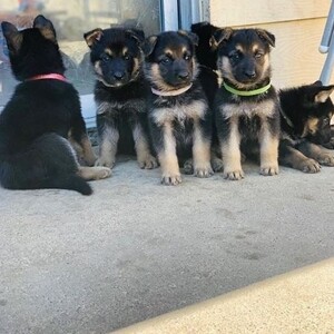 German shepherd Puppies ready for their new home. | PostAds PH