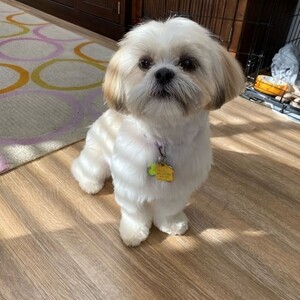 Healthy Shih Tzu Puppies | PostAds PH