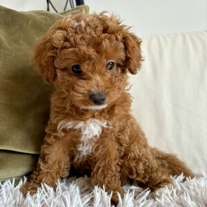 Healthy Cavoodle puppies | PostAds PH