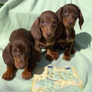 Dachshund Puppies ready for their new home. | PostAds PH