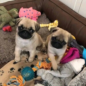 Outstanding Pug puppies for sale. | PostAds PH